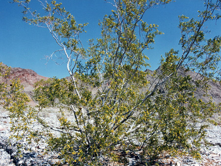 Photographs of Red Wall Canyon