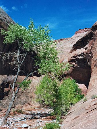 Photographs of Maidenwater Canyon