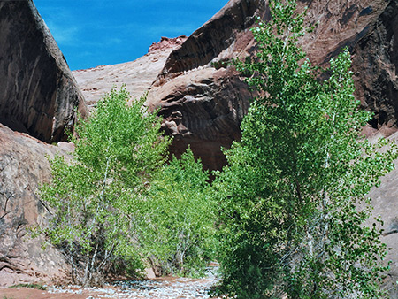 Photographs of Maidenwater Canyon