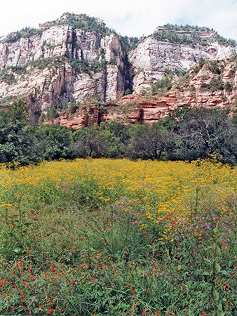 Photographs of West Fork of Oak Creek