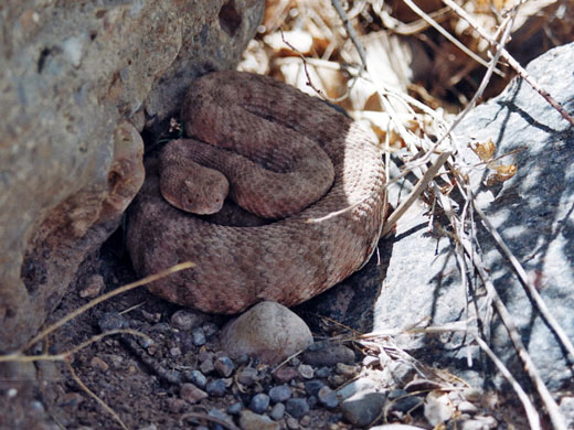 ... of Milkweed Canyon, Arizona: Southwestern speckled 