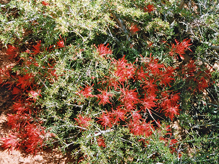Photographs of Sand Wash (Red Cave)