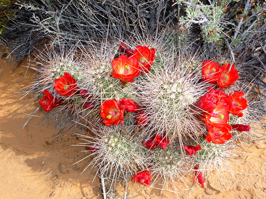 Red flowers of echinocereus triglochidiatus