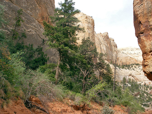 Fir trees in the canyon