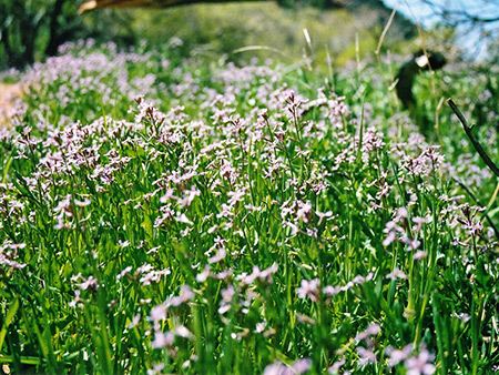 Photographs of Spring Creek Canyon