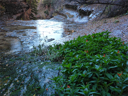 Photographs of North Creek, Left Fork