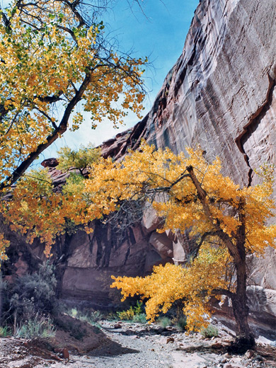 Yellow cottonwoods in Little Death Hollow