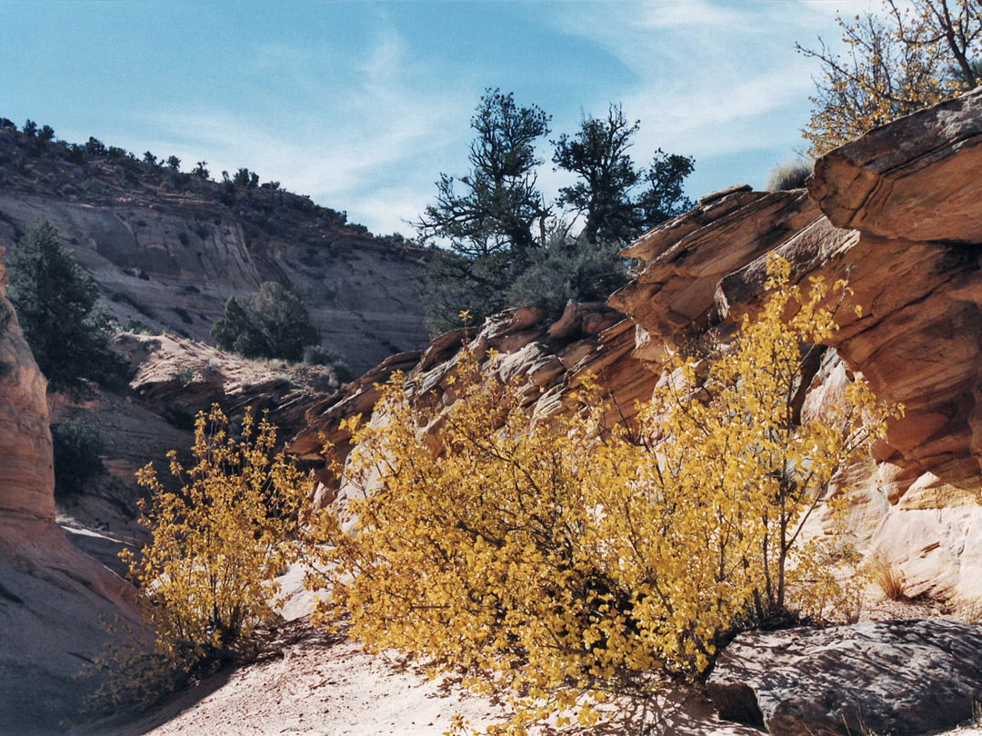Bushes in the upper canyon
