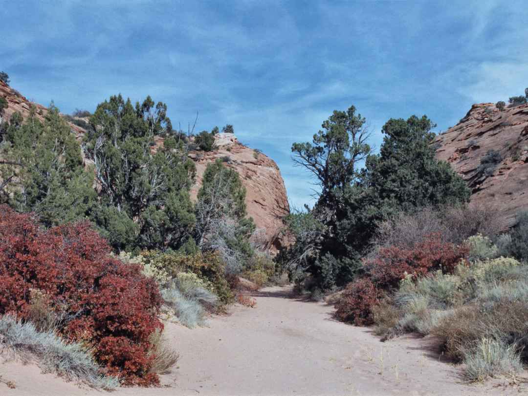 Side canyon of Harris Wash