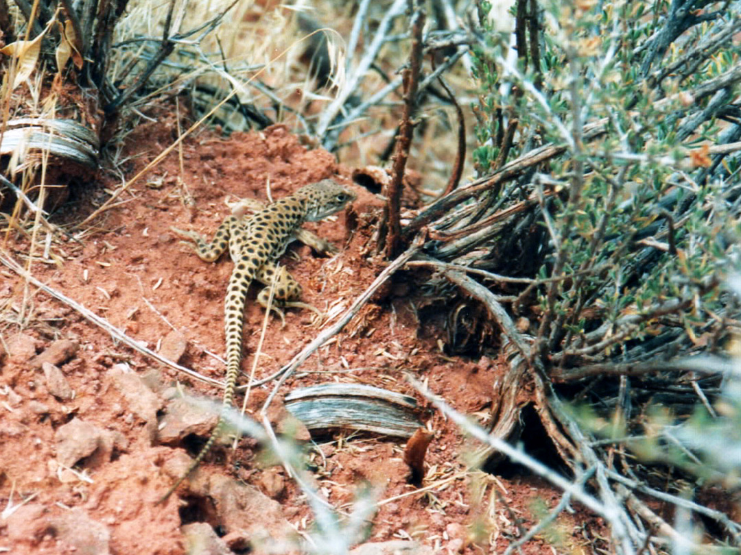 Leopard lizard