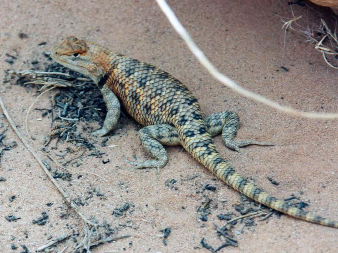 A Desert Spiny Lizard