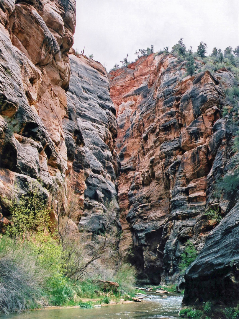 Bushes along the river