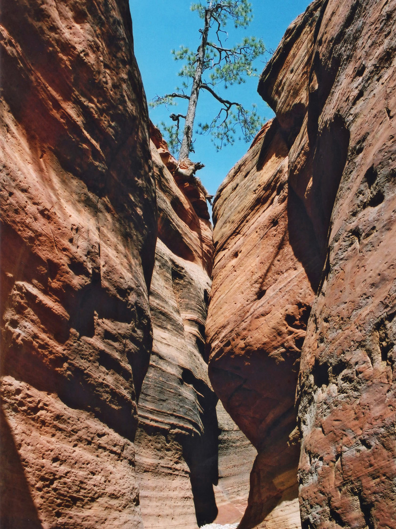 Tree above the canyon