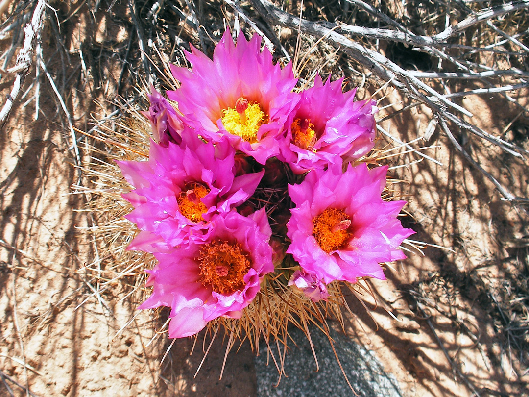Sclerocactus flowers