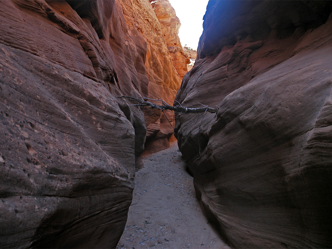 Log in the slot canyon