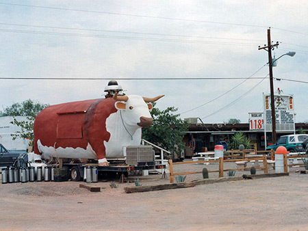 A cow