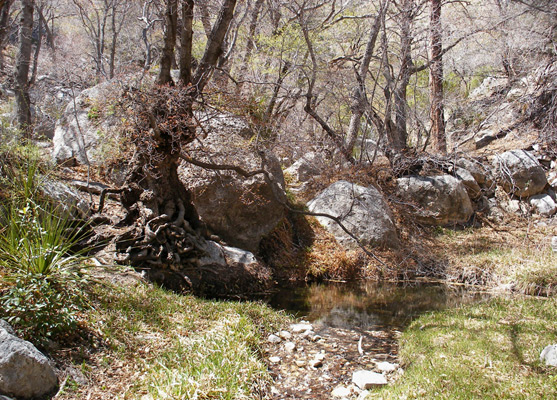 Smith Spring, in oak woodland one mile from Frijole Ranch