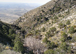 Bear Canyon