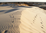 Monahans Sandhills State Park