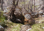 Smith Spring