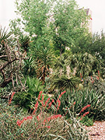 Plants in the Alamo gardens