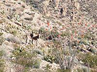 Burros by a flowering ocotillo