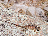 Crevice spiny lizard