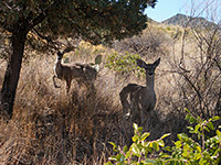 Two whitetail deer