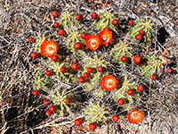 Echinocereus cluster in flower