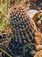 Single specimen of lace hedgehog cactus