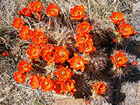 Many flowers of claret cup cactus