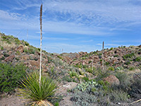 Sotol and opuntia