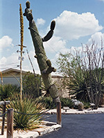 Ancient saguaro