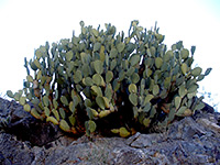 Large clump of the blind prickly pear
