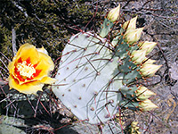 Cactus flower and buds