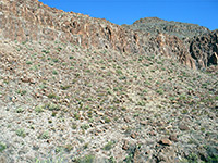 Cactus-covered hillside