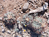 Three eagle claws cacti