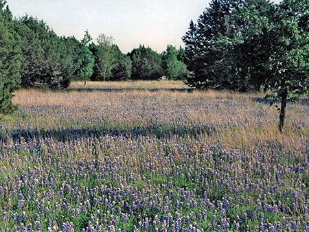 Photographs of Dinosaur Valley State Park