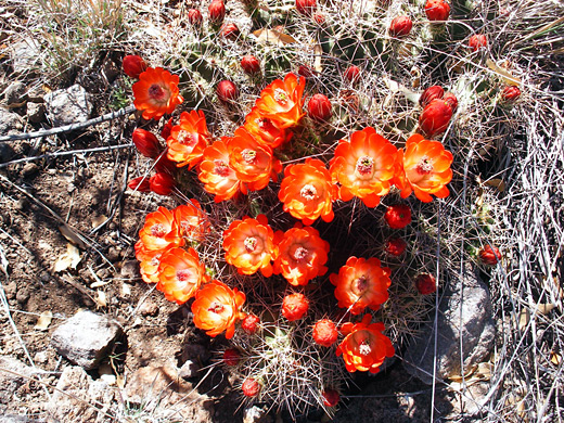 Scarlet hedgehog cactus, echinocereus coccineus