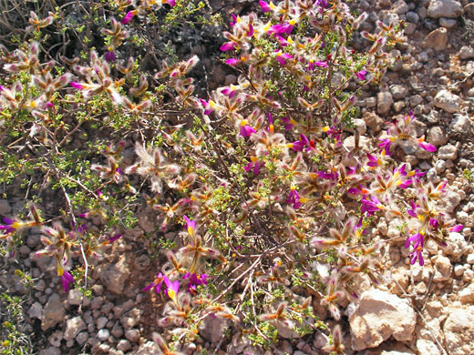 Flowering bush by the crater