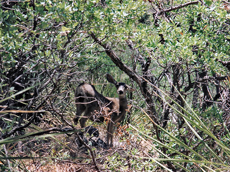 Photographs of Guadalupe Mountains National Park