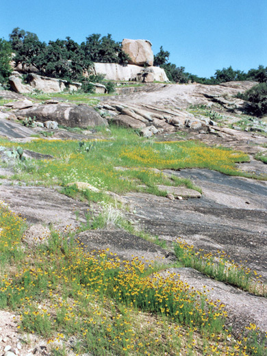 Flowers along the Enchanted Rock Loop Trail