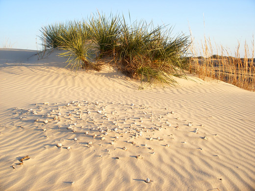 Stones next to a grassy dune