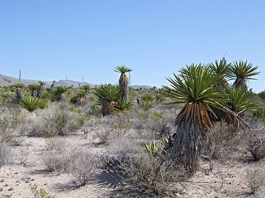 Yucca at Dagger Flat