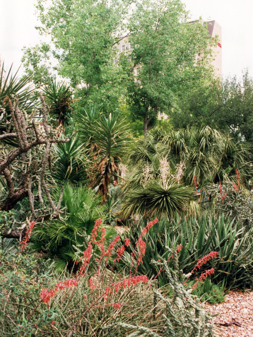 Plants in the Alamo gardens