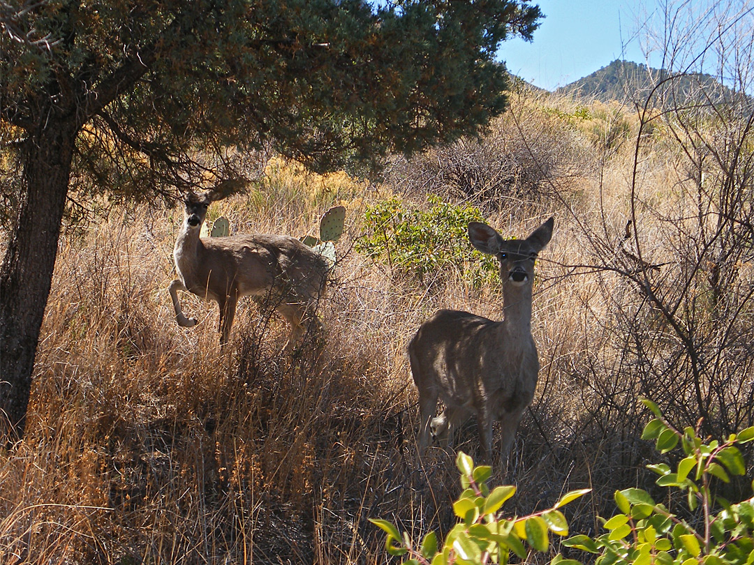 Two whitetail deer