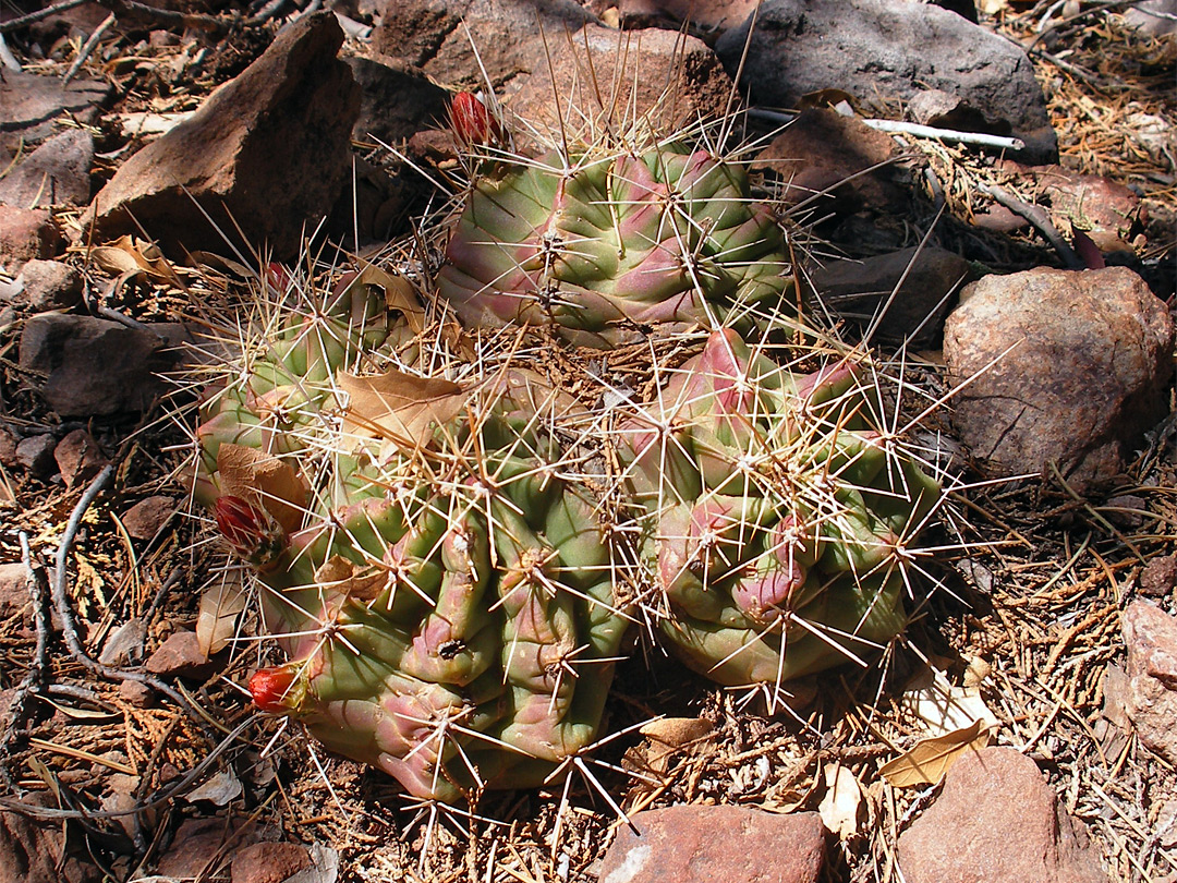 Claret cup cactus