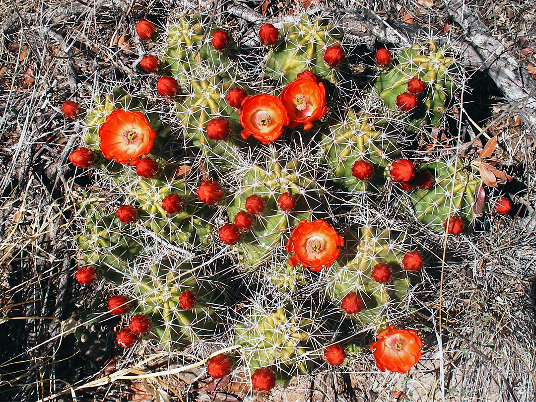 Echinocereus cluster in flower