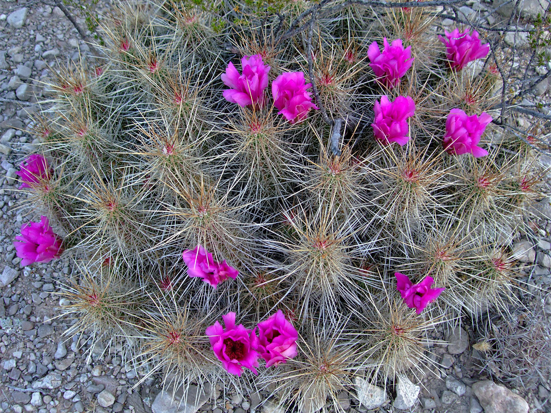 Flowers and spines