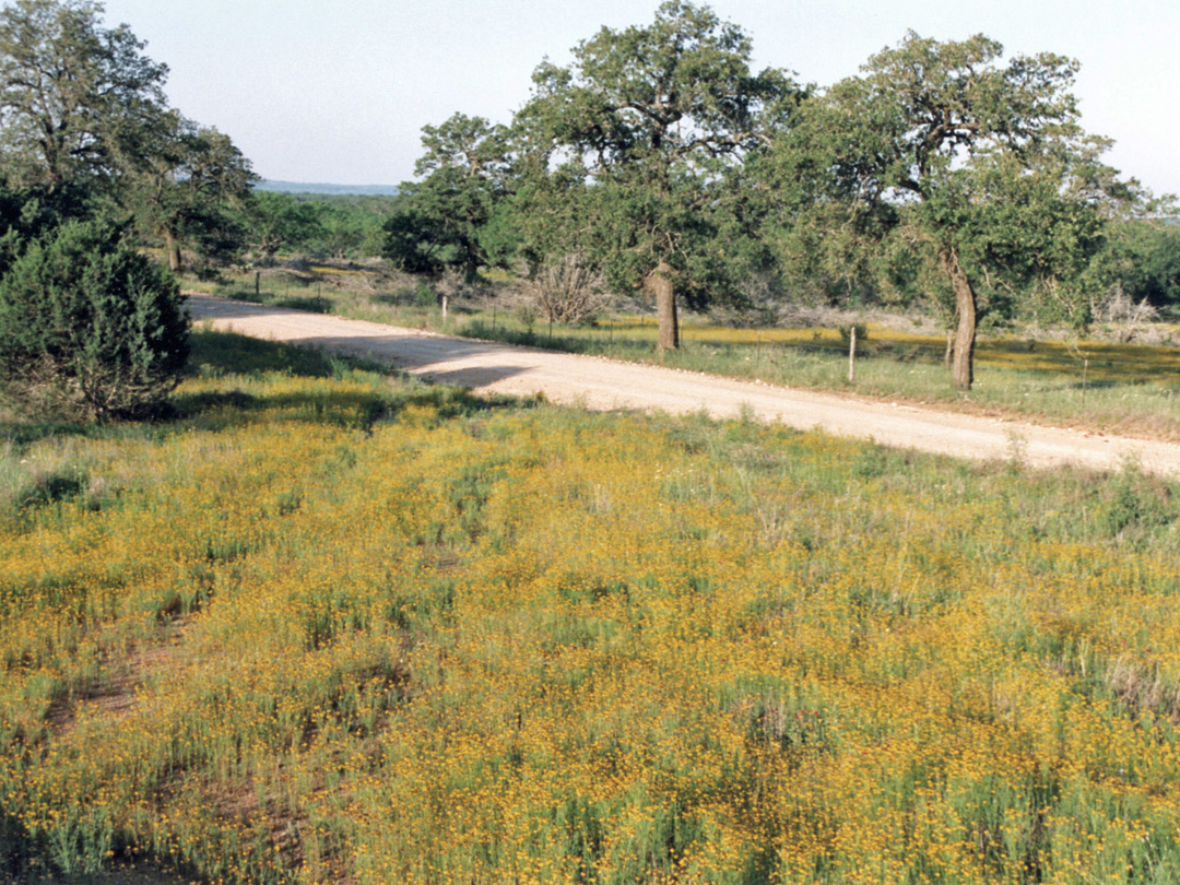 Back road along the Hill Country Trail (RR 1323)